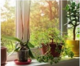 Les plantes